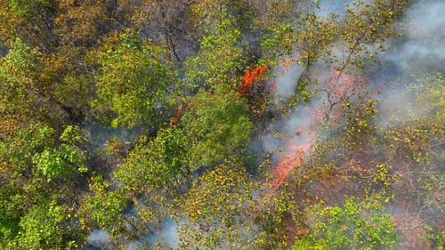 Aerial view of bright wildfire flames in dense forest.