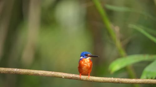 Small Brightly Colored Kingfisher Bird on Branch