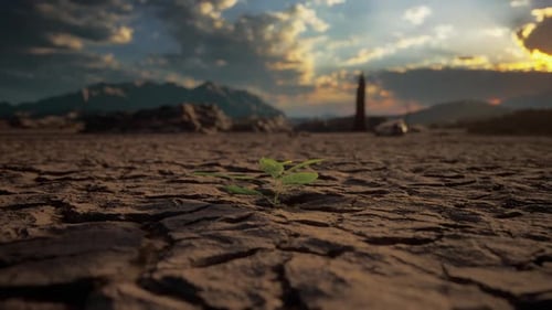 Small Green Plant Growing On Dry Ground Cracked And Dried-Up Land Soil Or Sand Surface