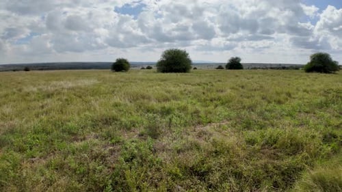 Serenity in the Savannah landscape of Savannah