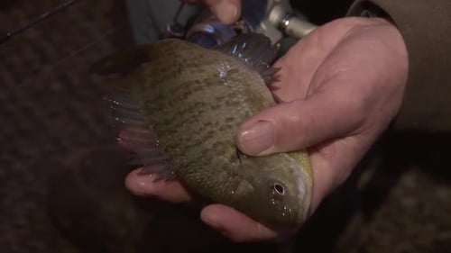 Close Up Of Fresh Catch Bluegill Fish Held By Fisherman In Hand.