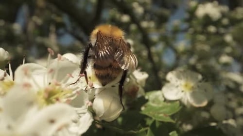Bumblebee Pollinating White Spring Flowers in Close-Up