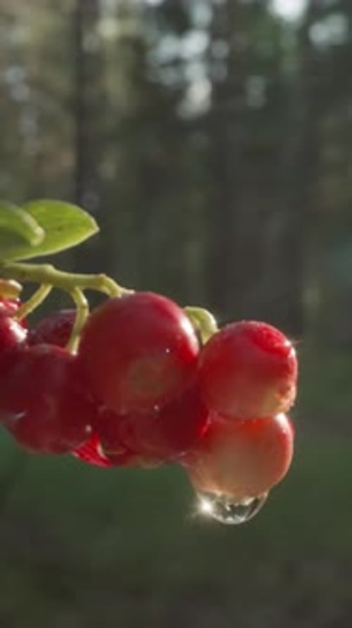 Red Currants with Sun Flare and Dew in Forest