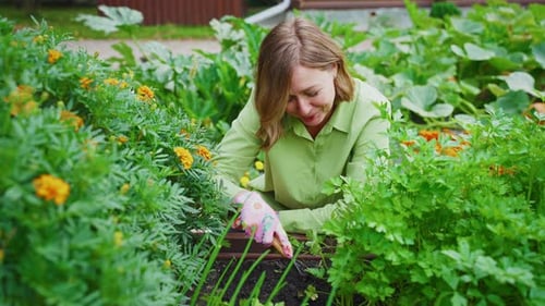 Woman Gardening Cultivating Parsley in Her Garden