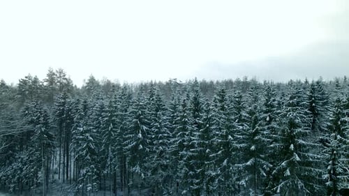 Ascending aerial wide shot over beautiful coniferous forest during frosty cold day in winter. Fog an