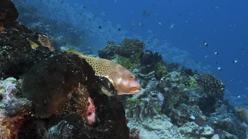 Close shot of a hawk fish and other colorful fish on a tropical coral reef, tuamotu archipelage, fre