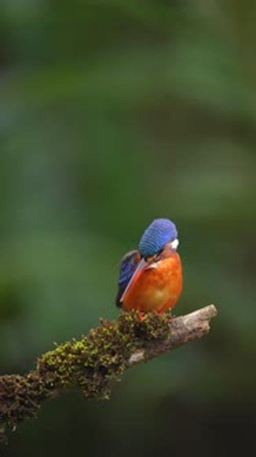 Kingfisher Perched on Mossy Branch in Forest