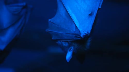 Scary bat wings hang at night cave. Covid19. Flying fox look camera. Coronavirus