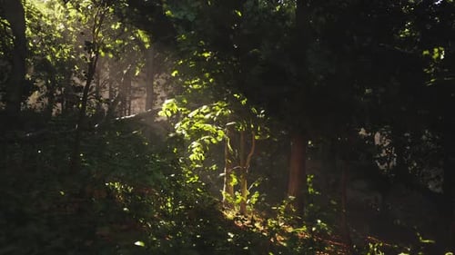 Sunlight Filtering Through Trees in a Lush Green Forest During Daytime
