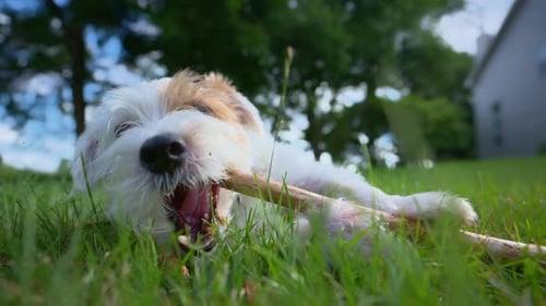 Cute Funny Jack Russell Terrier Playing with Wooden Stick Close Up