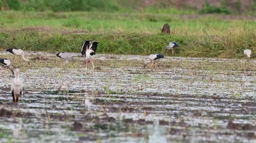 Seen from behind while raising its wings up and foraging for something to eat, a flock of Asian Open