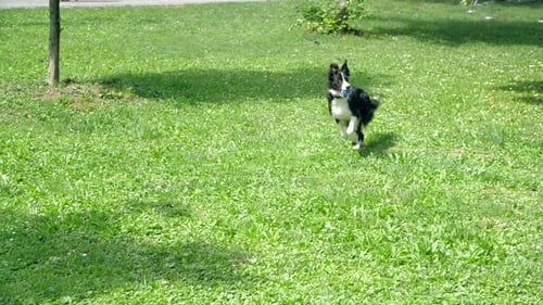 Pet Concept Adorable Black And White Border Collie Cathing The Ball