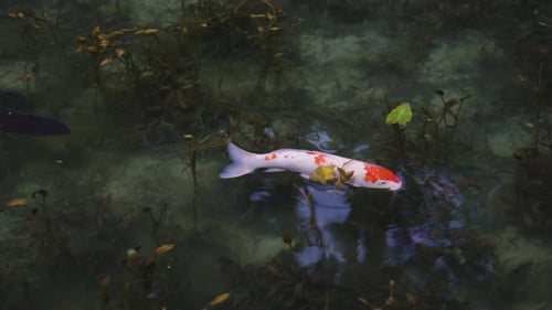 Peces koi japoneses nadando en el estanque sin nombre (llamado estanque de Monet)