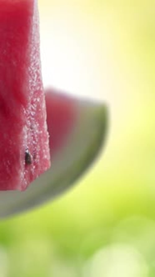 Flying of Watermelon and Slices in Garden Background