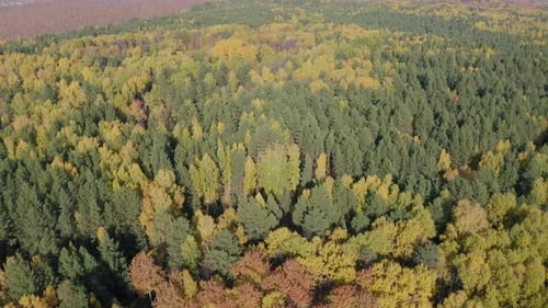 Aerial Footage of Colorful Forest in Autumn Season Yellow and Green Trees