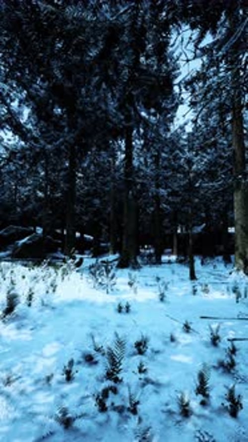 Winter Wonderland Scene Featuring Snow Covered Trees and a Serene Landscape