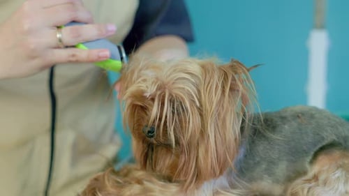 Hundefriseurin schneidet Yorkshire Terrier auf dem Tisch im Hundesalon. Pflege von Hunden