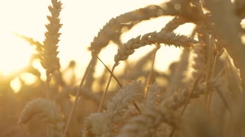 Golden Wheat Field at Sunrise