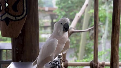 Salmon Crested Cockatoo perched On Railing Turning Around At Bird Paradise Zoo In Singapore. Slow Mo