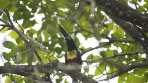 Collared Aracari Perched on Branch in Tropical Rainforest