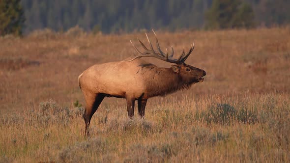 Bull Elk Looking Up And Bugling In Slow Motion Nature Stock Footage Ft bull-elk-looking-up-and-bugling-in-slow-motion-nature-stock-footage-ft