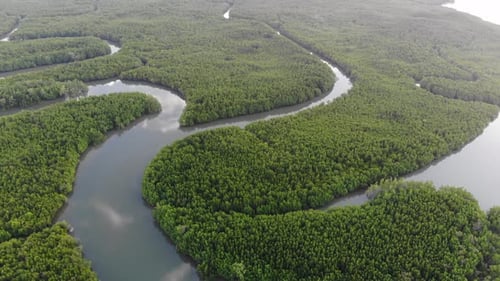 Aerial view green mangrove tropical rain forest with sea bay