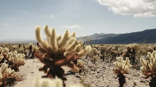 Eine Panoramaaufnahme eines Cholla-Kaktus im Joshua Tree National Park
