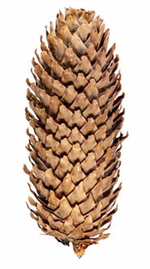 Pine Cone Opening in Time Lapse on a White Background. Fir Tree Cone Moving Isolated. Abies Tree