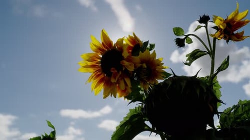 Beautiful sunflower waving in wind and direct sunlight