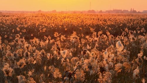 Schilfpflanze im Sonnenuntergangslicht