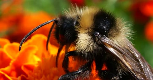 Close-Up of Bumblebee Foraging on Orange Flower
