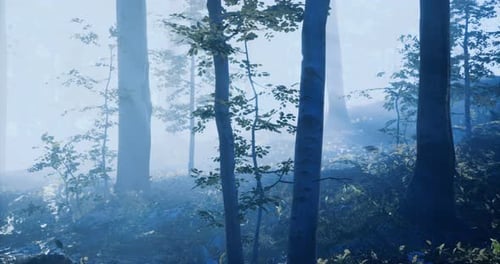 Misty Forest with Trees and Foliage During Early Morning Light