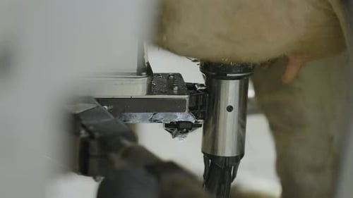 Automated attaches to individual teats to clean it before milking