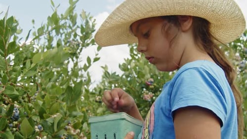 Modern Family Business Schoolgirl Picking Blueberries on a Farm