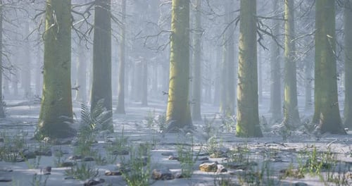 Misty Winter Forest with Tall Trees and Snow Covered Ground