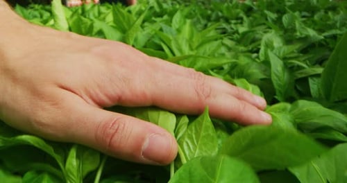 Slow motion of farmer hand close up gently touching the young plants of green salad.