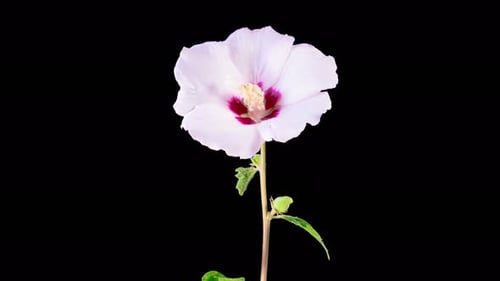Hibiscus Flower Blooming in Time Lapse