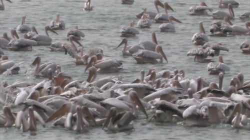 White Pelicans feeding