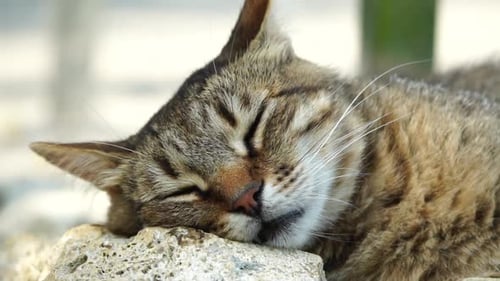 A Cute Happy Grey Tabby Kitten Lies and Rests on the Floor of the Park in the Rays of Sunlight Looks