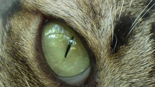Macro video captures mesmerizing details of cat eyes