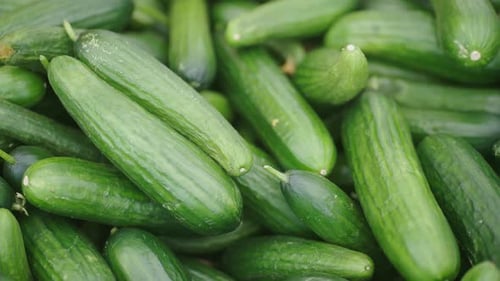 Pile of Fresh Green Cucumbers