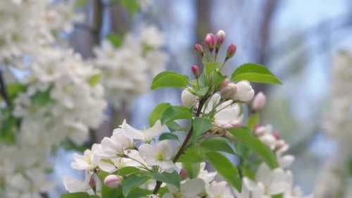 Close up of white and pink flowers of an apple tree blooming in spring
