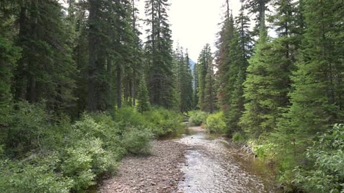 Two Medicine Creek running between pine trees into Two Medicine Lake in Glacier National Park, stati
