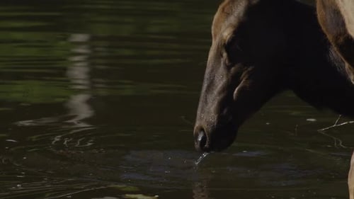 Kanadische Tierwelt - Ein Reh trinkt in Zeitlupe Wasser aus einem See