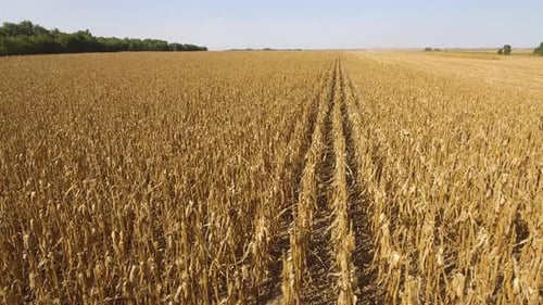 Maisfeld vor der Ernte aus der Luft