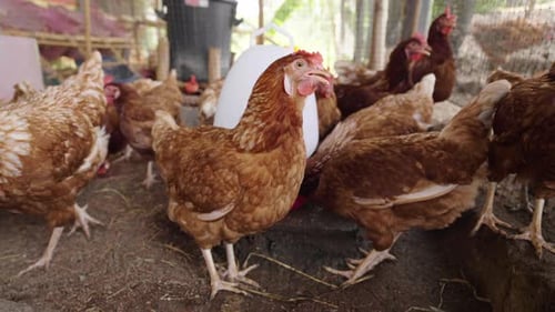 brown chicken or hen lay eggs in the rural farm