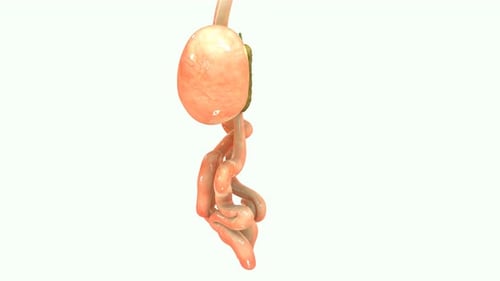 Rotating 3D Animation of Human Digestive System Anatomy
