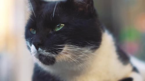 A beautiful wild stray cat is observing with its curious green eyes, captured as close up with backg