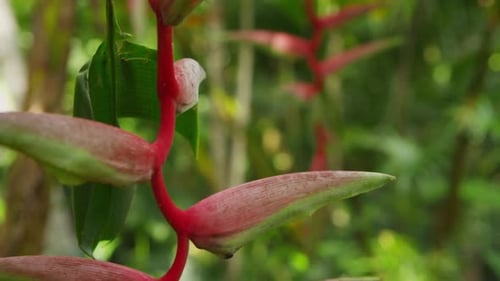 Plante Heliconia dans la forêt tropicale, Manuel Antonio, Costa Rica