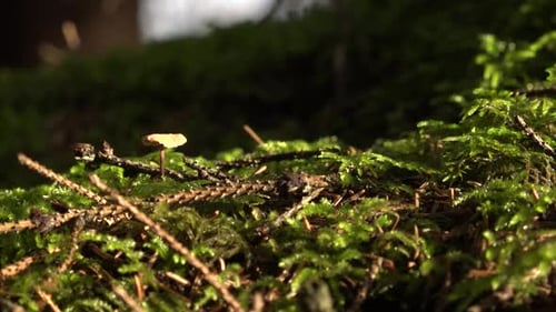 Beautiful autumn mushroom with a small hat on the green forest moss
